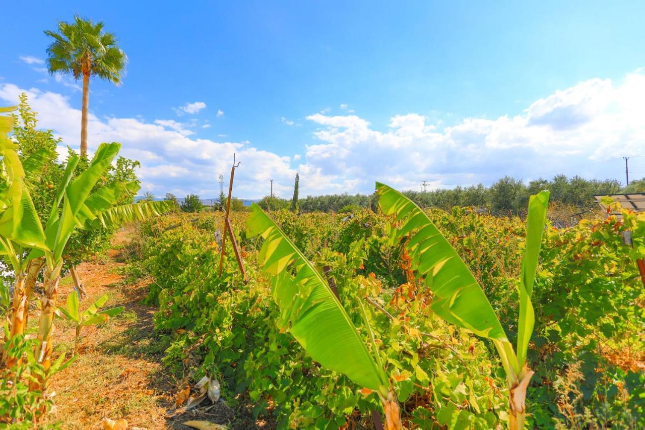 The Vines Latchi